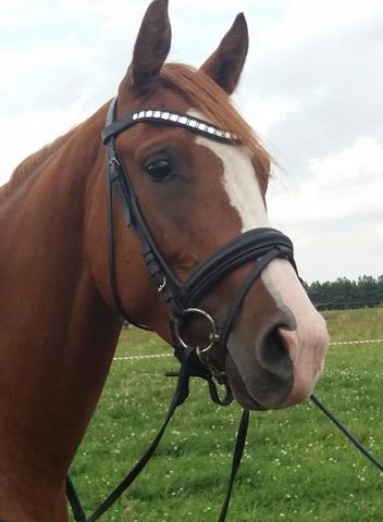 Dansk Varmblod Chess's Pretty Boy billede 1