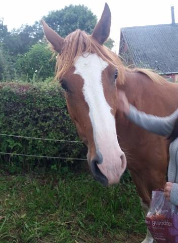 Dansk Varmblod Chess's Pretty Boy billede 5