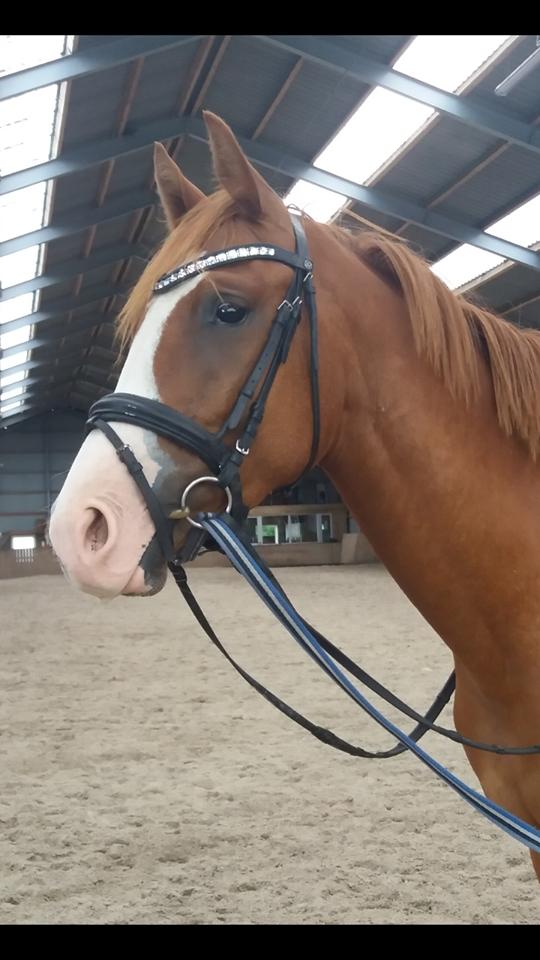 Dansk Varmblod Chess's Pretty Boy billede 12