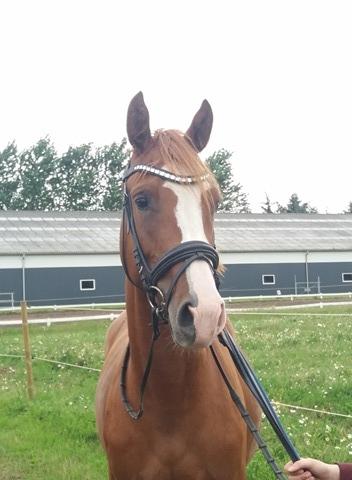 Dansk Varmblod Chess's Pretty Boy billede 13