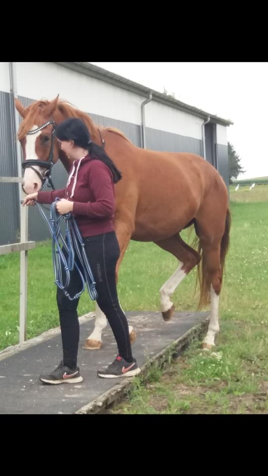 Dansk Varmblod Chess's Pretty Boy billede 2