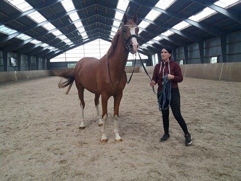 Dansk Varmblod Chess's Pretty Boy billede 15