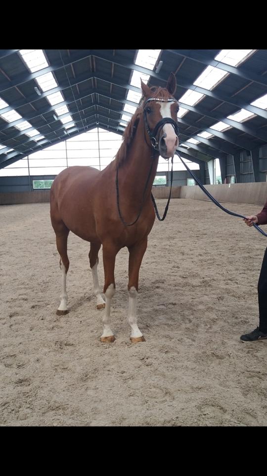 Dansk Varmblod Chess's Pretty Boy billede 14