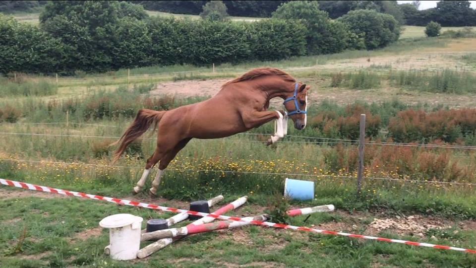 Dansk Varmblod Chess's Pretty Boy billede 3