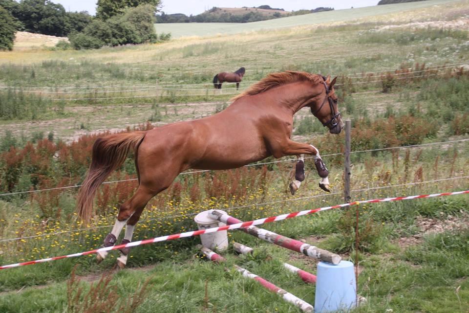 Dansk Varmblod Chess's Pretty Boy billede 16