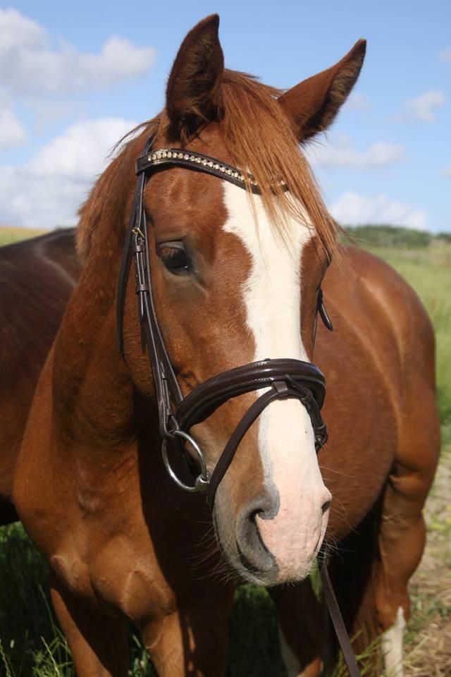 Dansk Varmblod Chess's Pretty Boy billede 17