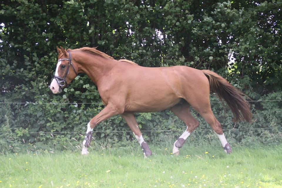 Dansk Varmblod Chess's Pretty Boy billede 18