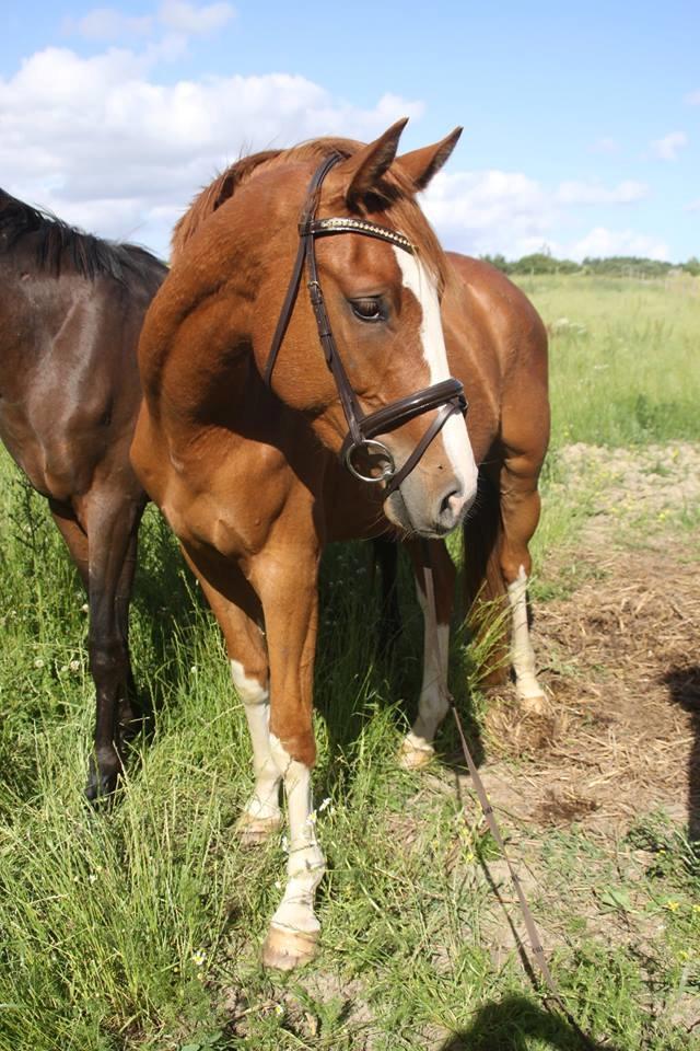 Dansk Varmblod Chess's Pretty Boy billede 7