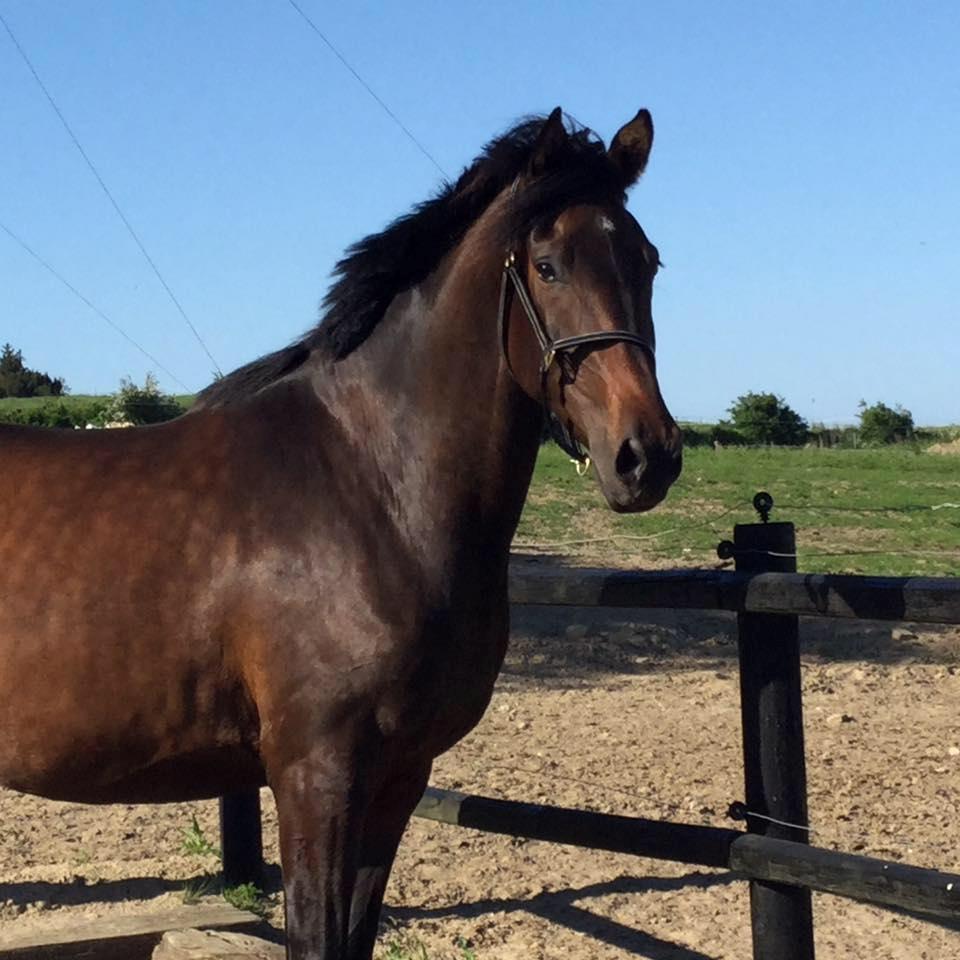 Dansk Varmblod Petersmindes zarina billede 1