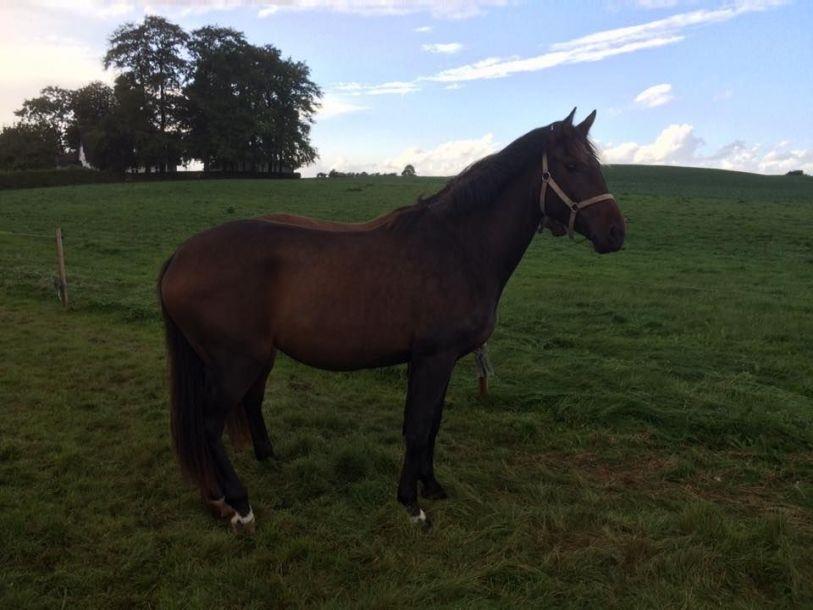 Dansk Varmblod Petersmindes zarina billede 2