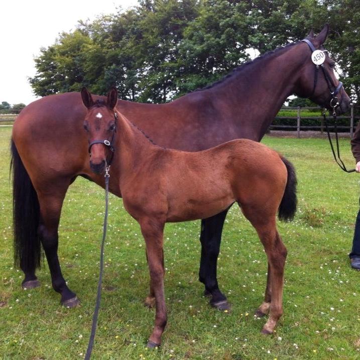 Dansk Varmblod Petersmindes zarina billede 3