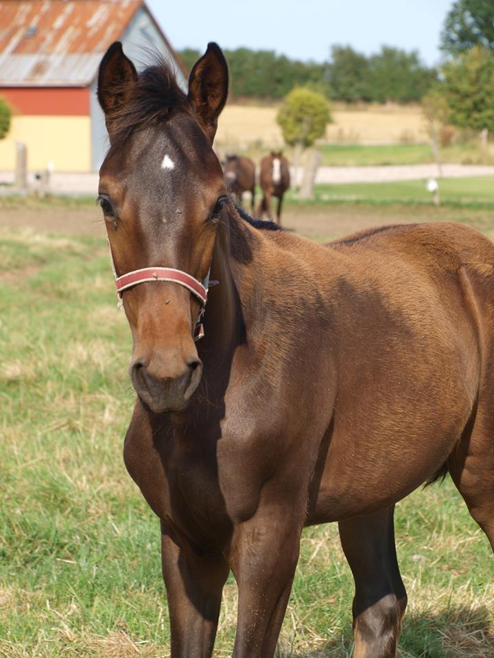 Dansk Varmblod Petersmindes zarina billede 4