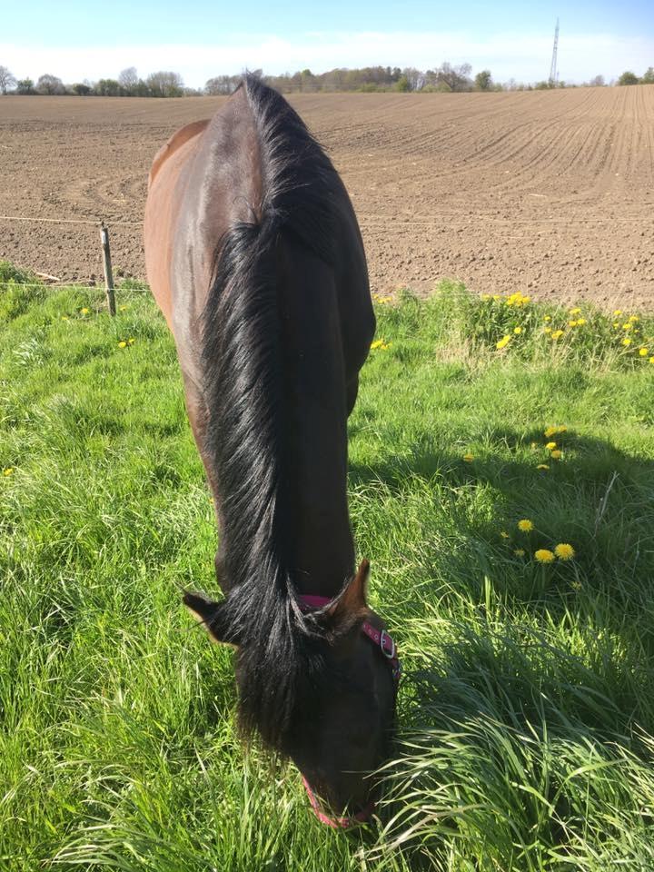 Dansk Varmblod Petersmindes zarina billede 5