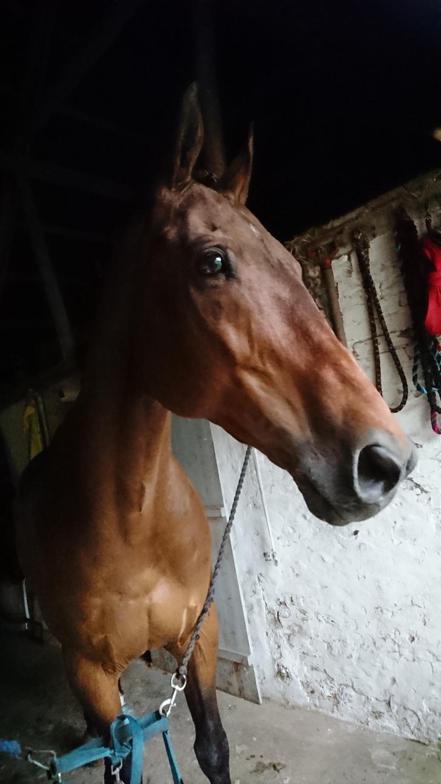 Dansk Varmblod Cæsar R.I.P billede 4