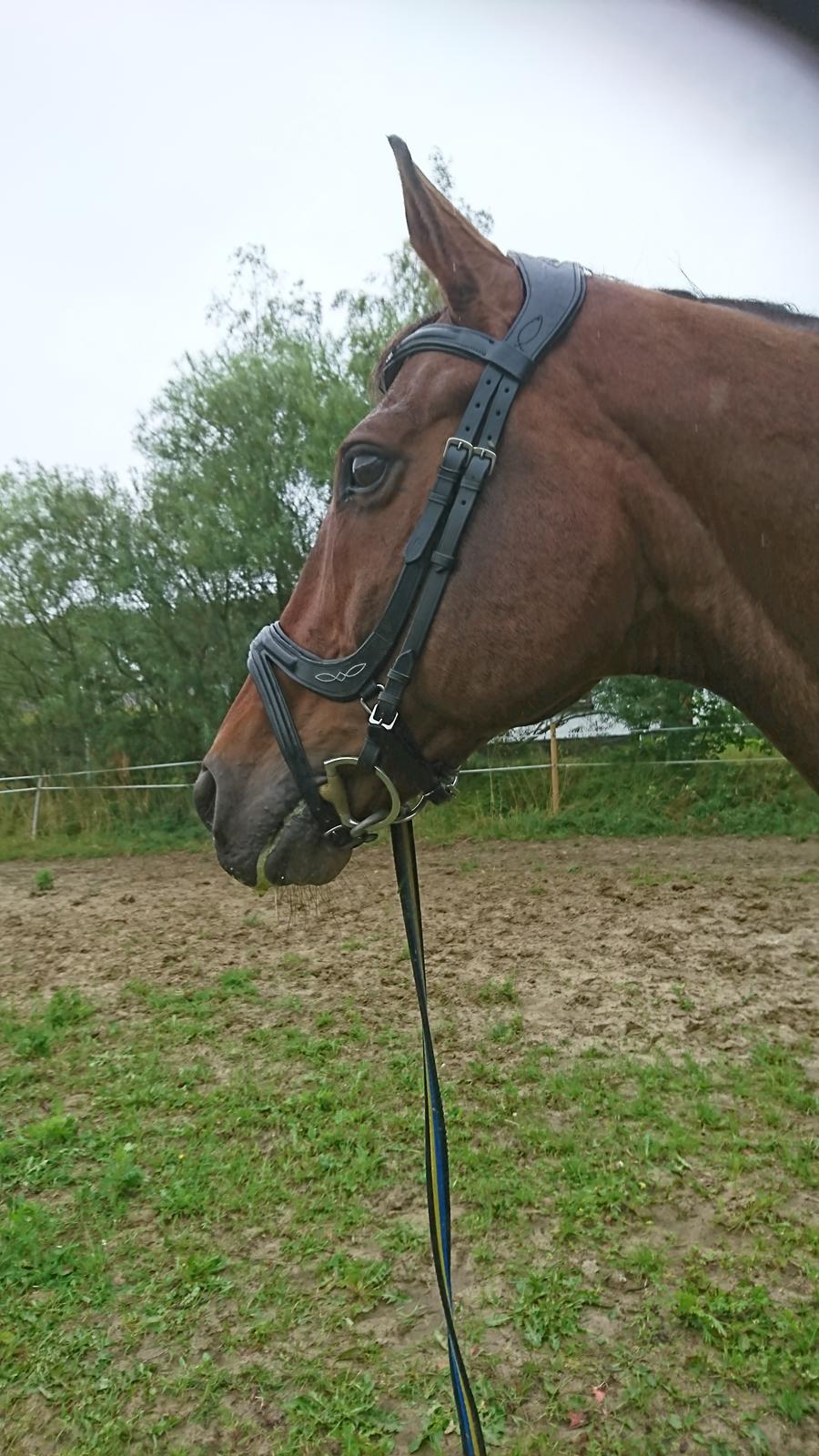 Dansk Varmblod Cæsar R.I.P billede 3