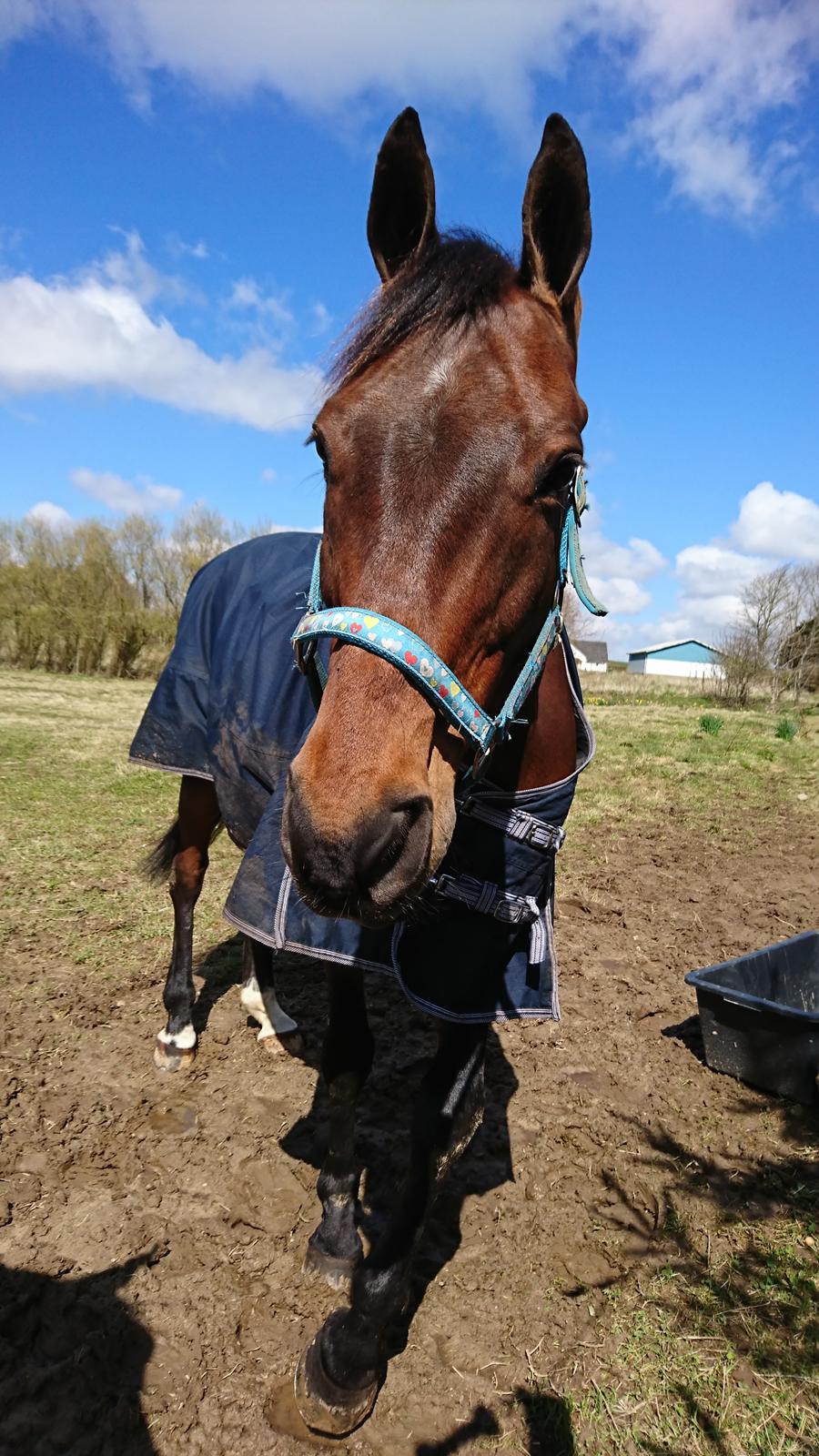 Dansk Varmblod Cæsar R.I.P billede 2