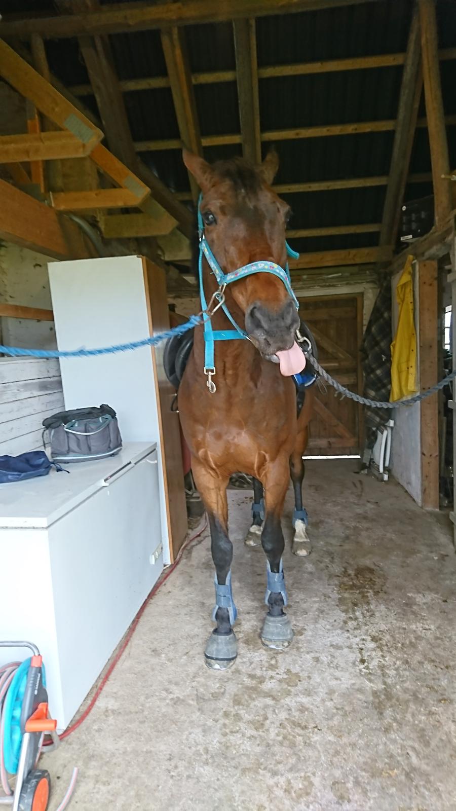 Dansk Varmblod Cæsar R.I.P billede 5