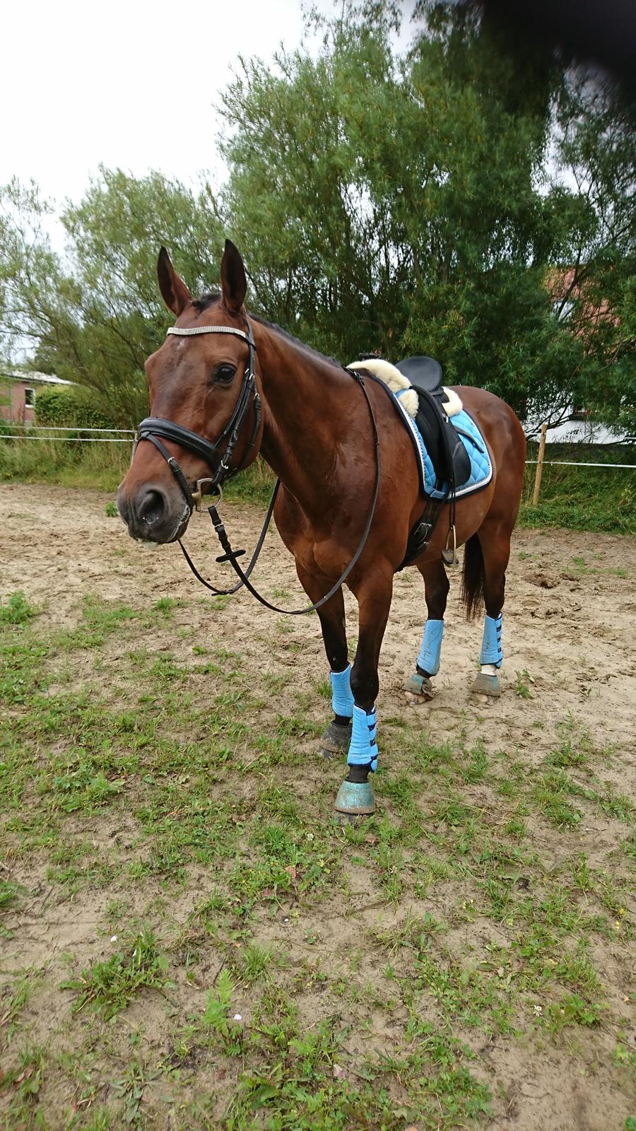 Dansk Varmblod Cæsar R.I.P billede 1