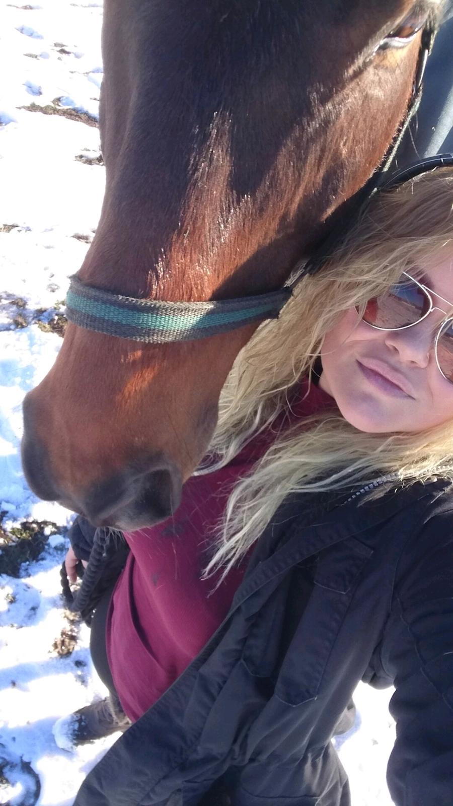 Dansk Varmblod Cæsar R.I.P billede 6