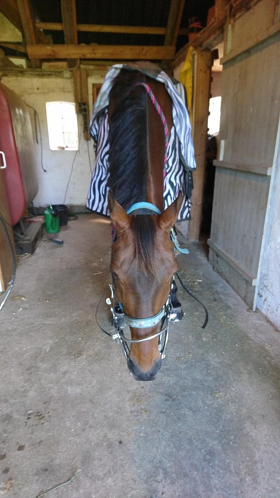 Dansk Varmblod Cæsar R.I.P billede 7