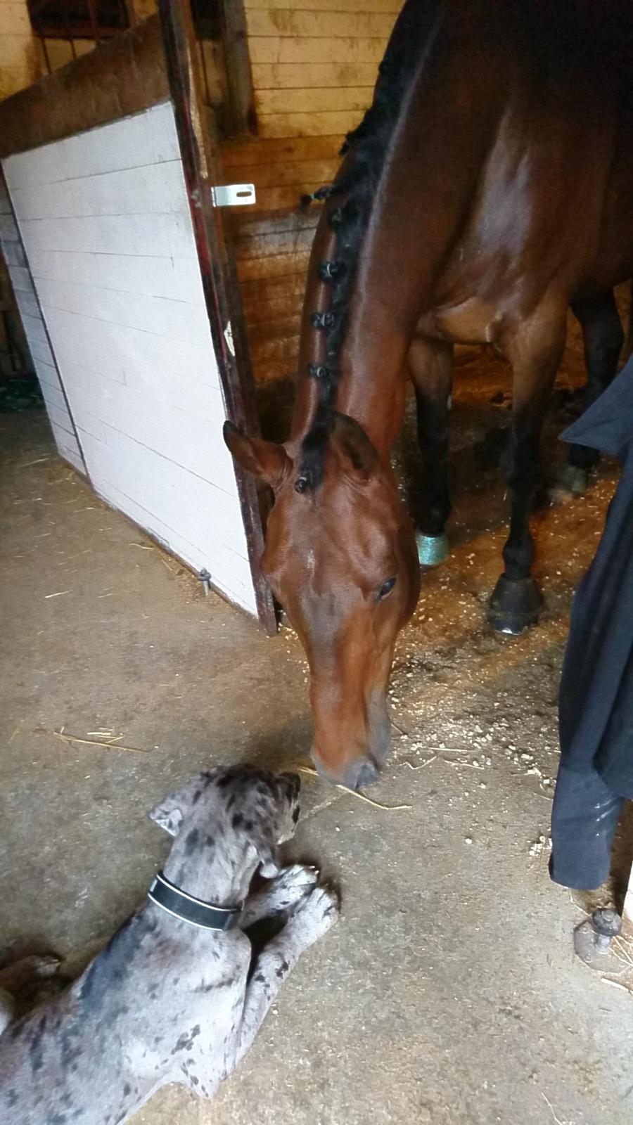 Dansk Varmblod Cæsar R.I.P billede 8