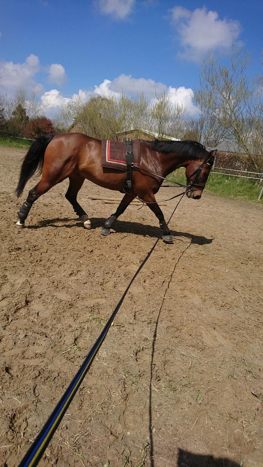 Dansk Varmblod Cæsar R.I.P billede 9