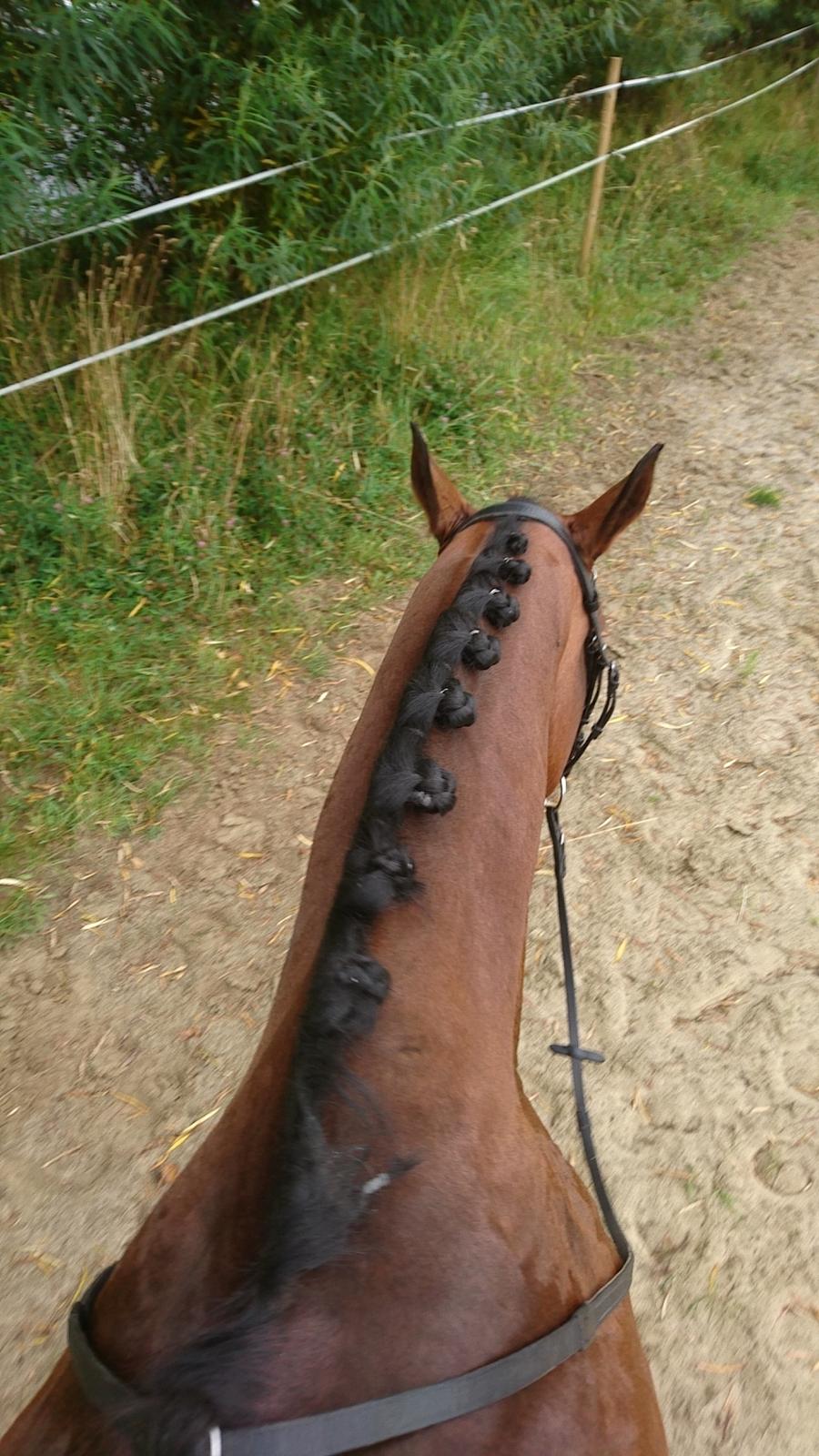 Dansk Varmblod Cæsar R.I.P billede 11