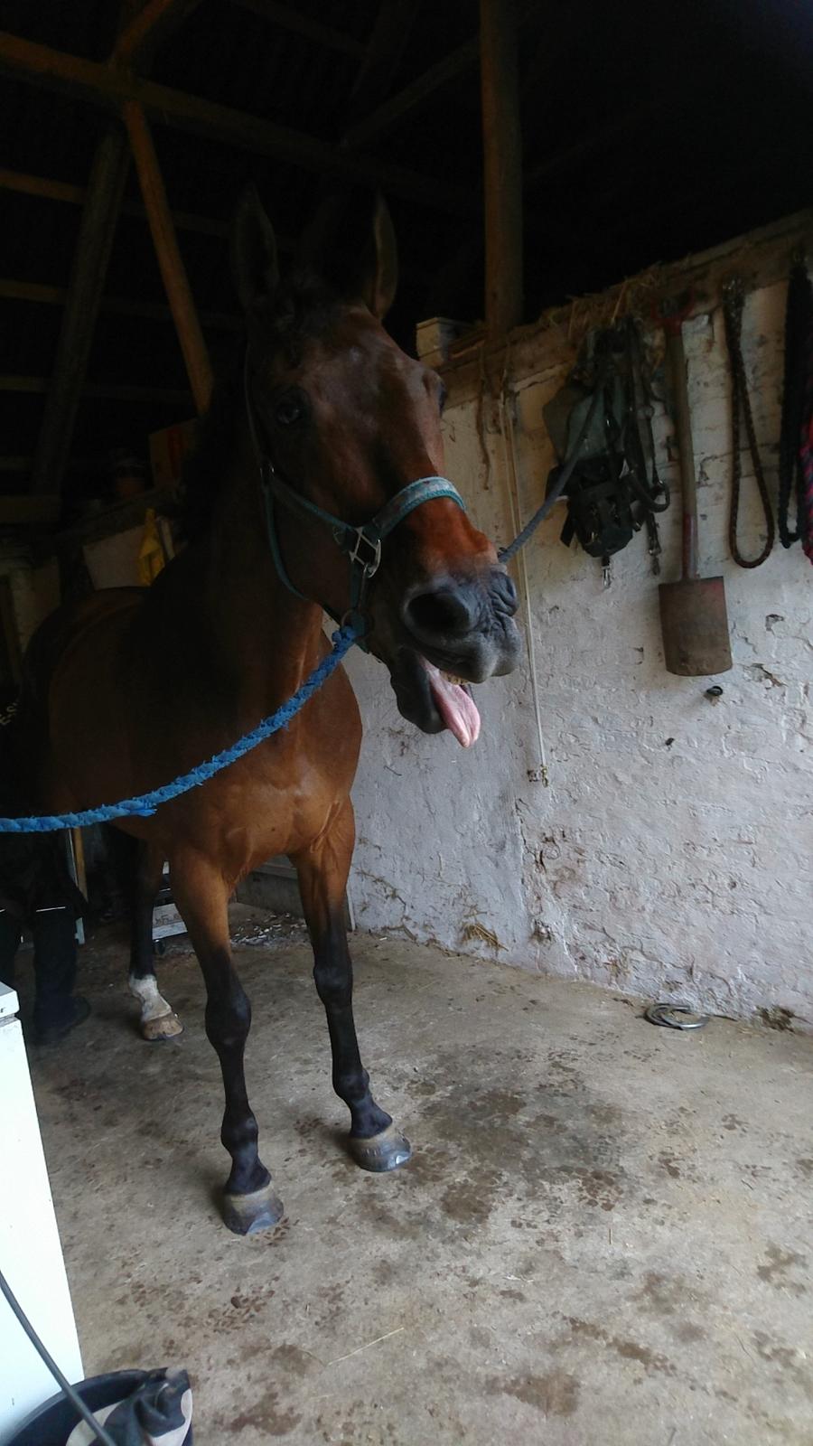 Dansk Varmblod Cæsar R.I.P billede 10