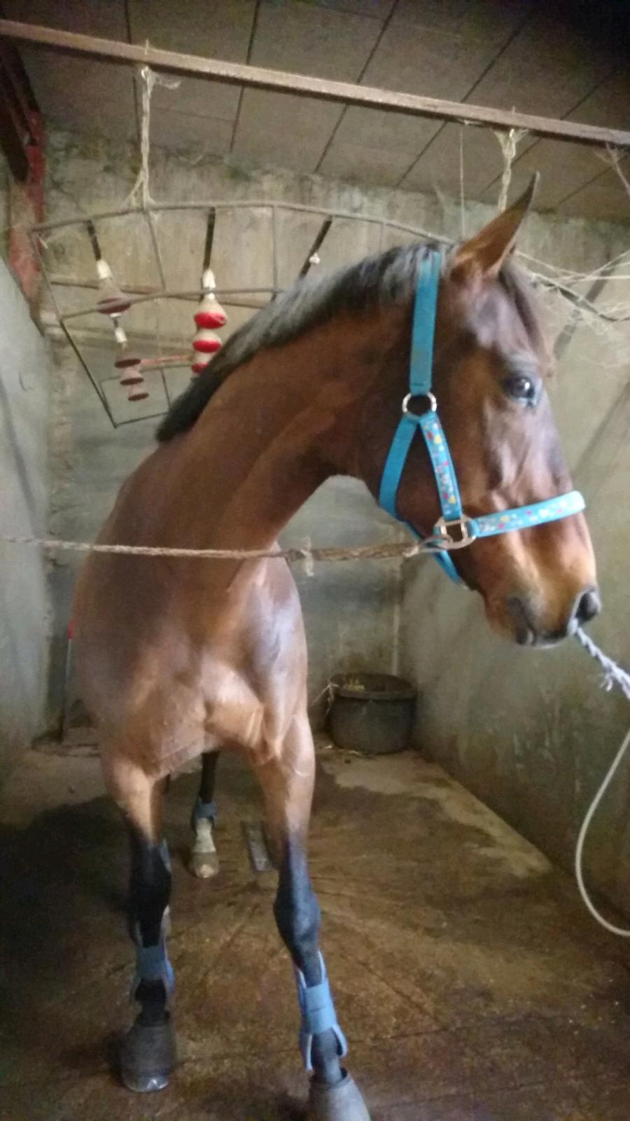 Dansk Varmblod Cæsar R.I.P billede 12