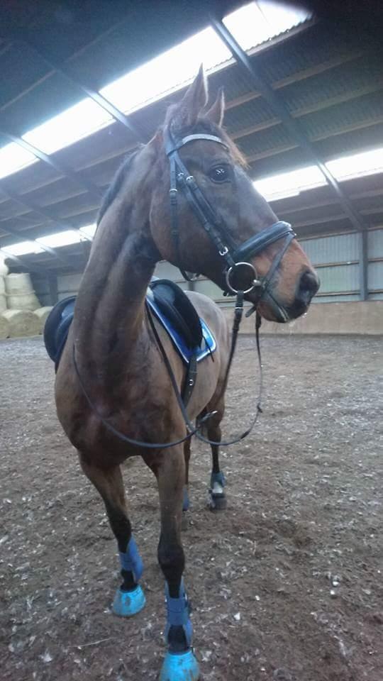 Dansk Varmblod Cæsar R.I.P billede 13