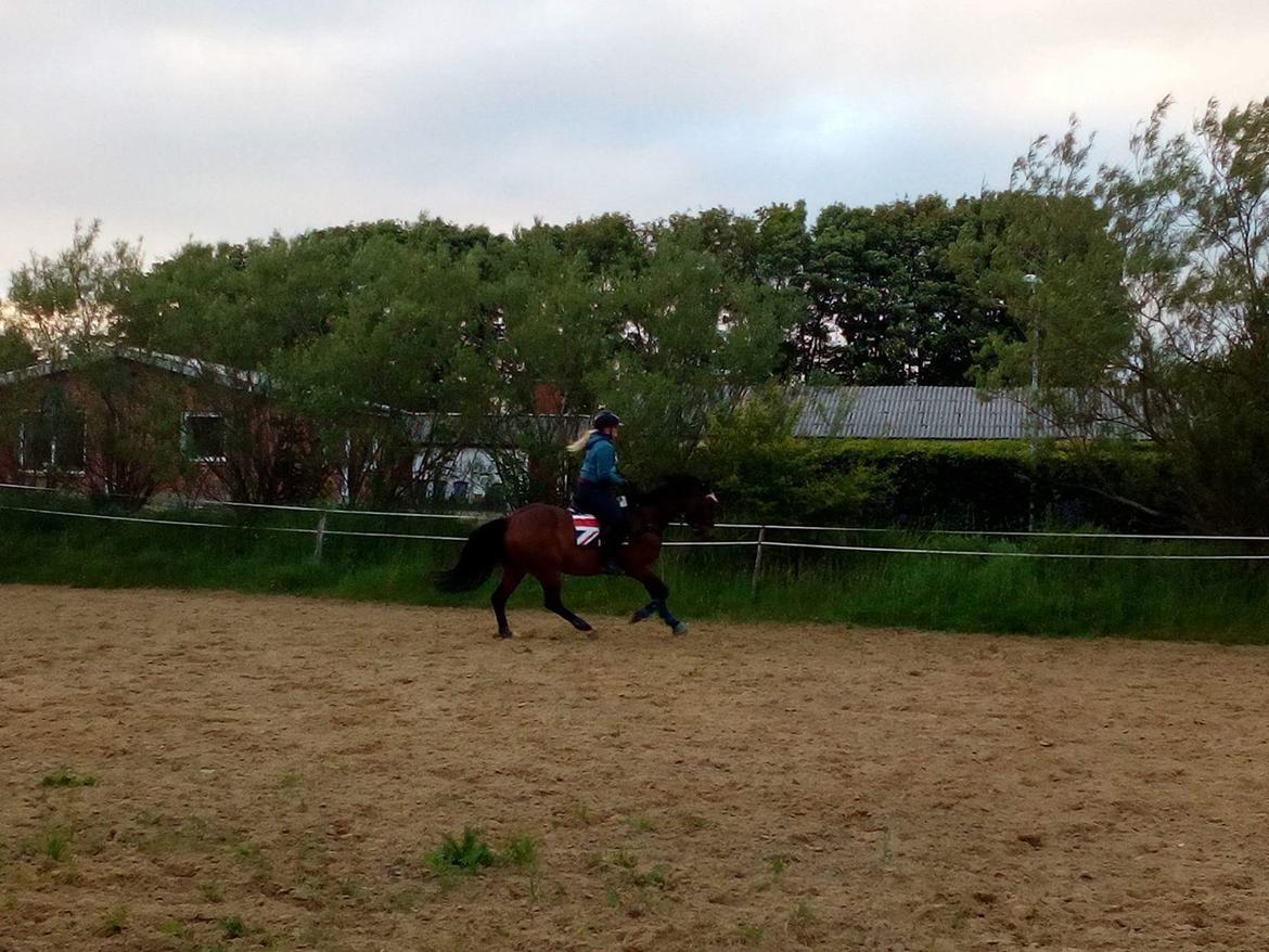 Dansk Varmblod Cæsar R.I.P billede 15