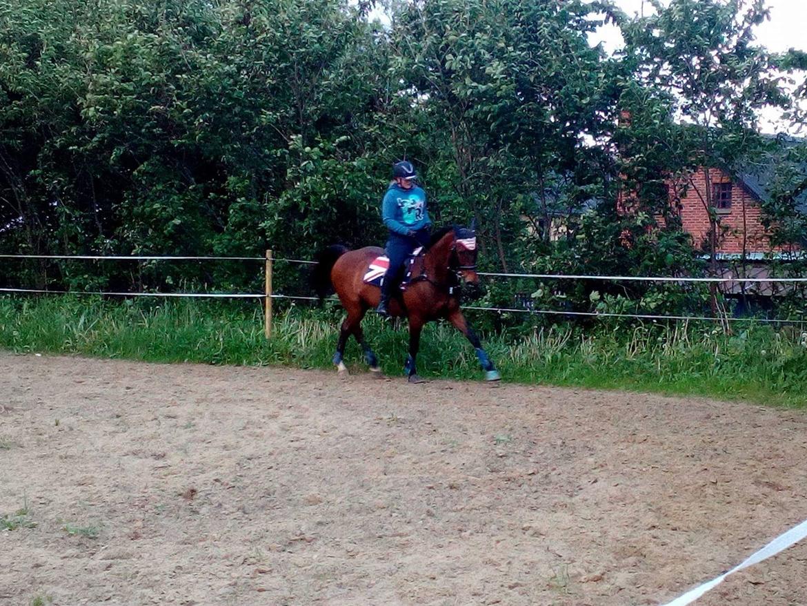 Dansk Varmblod Cæsar R.I.P billede 14