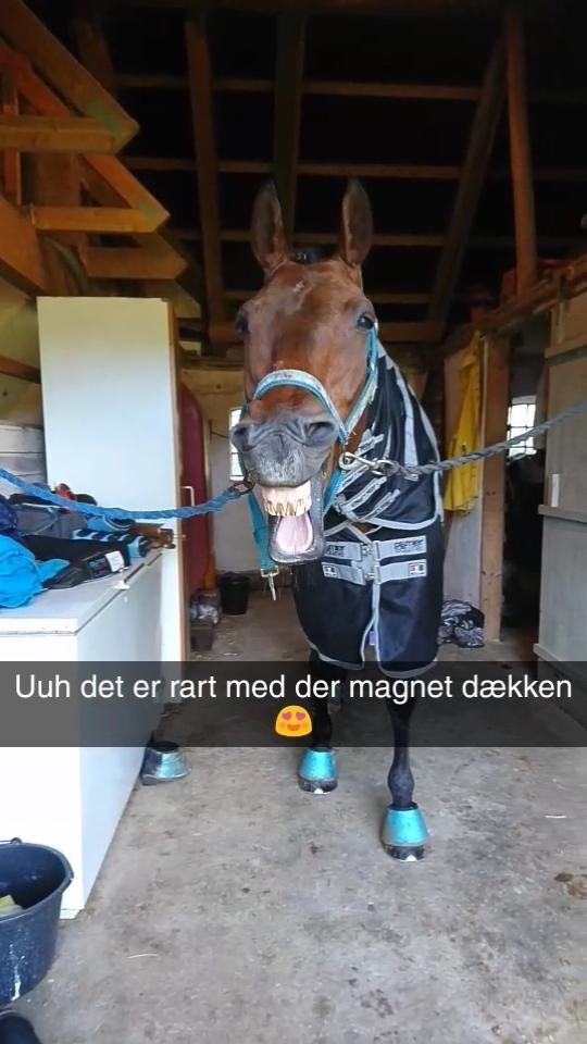 Dansk Varmblod Cæsar R.I.P billede 16