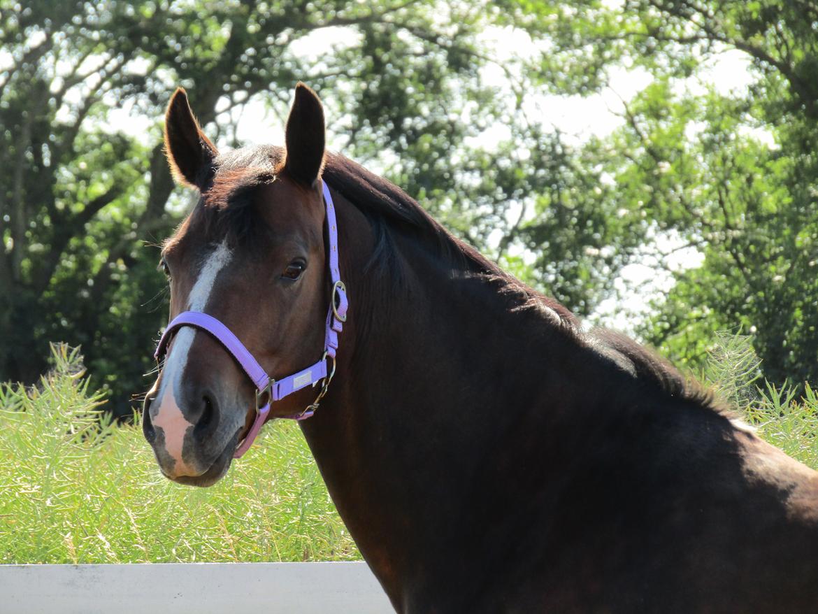 Anden særlig race Lakie billede 2