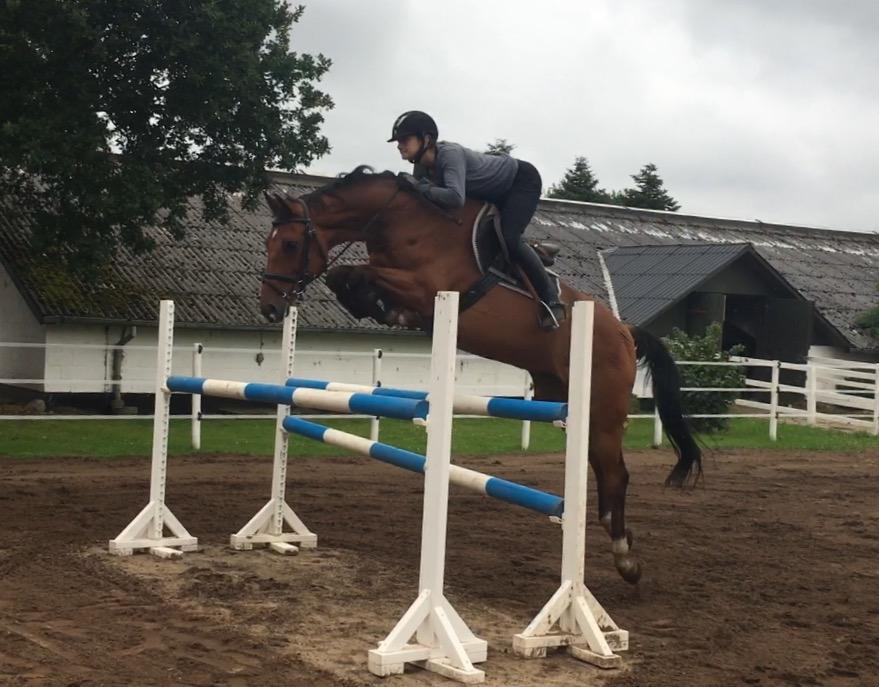 Dansk Varmblod Bækagers quando billede 12