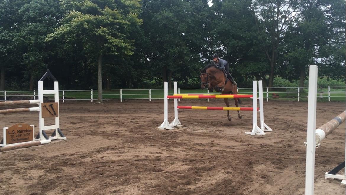 Dansk Varmblod Bækagers quando billede 16