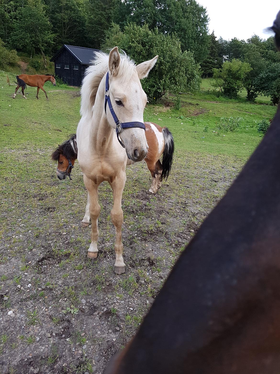 Palomino Miss sunshine *SOLGT* billede 11