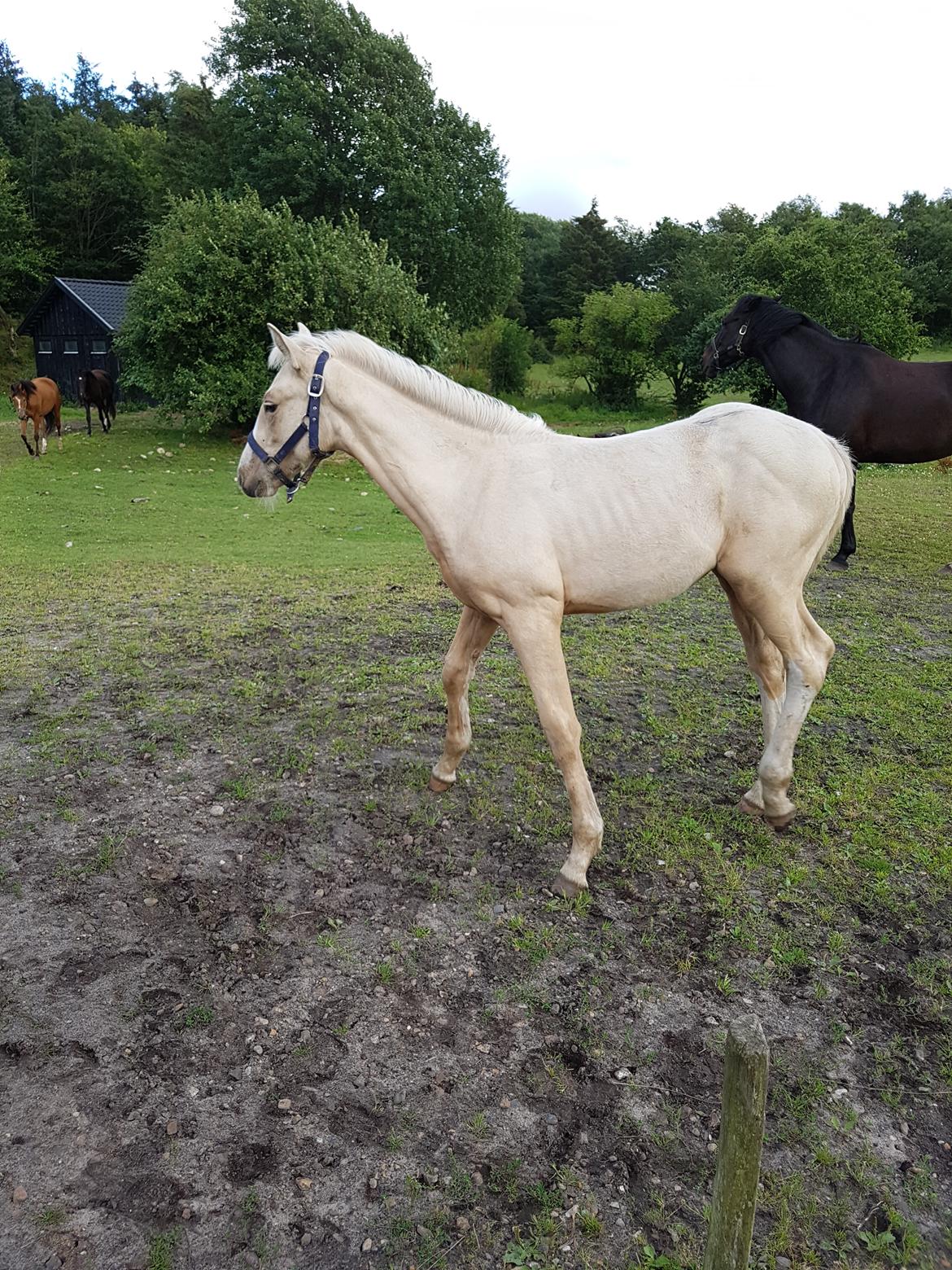 Palomino Miss sunshine *SOLGT* billede 12