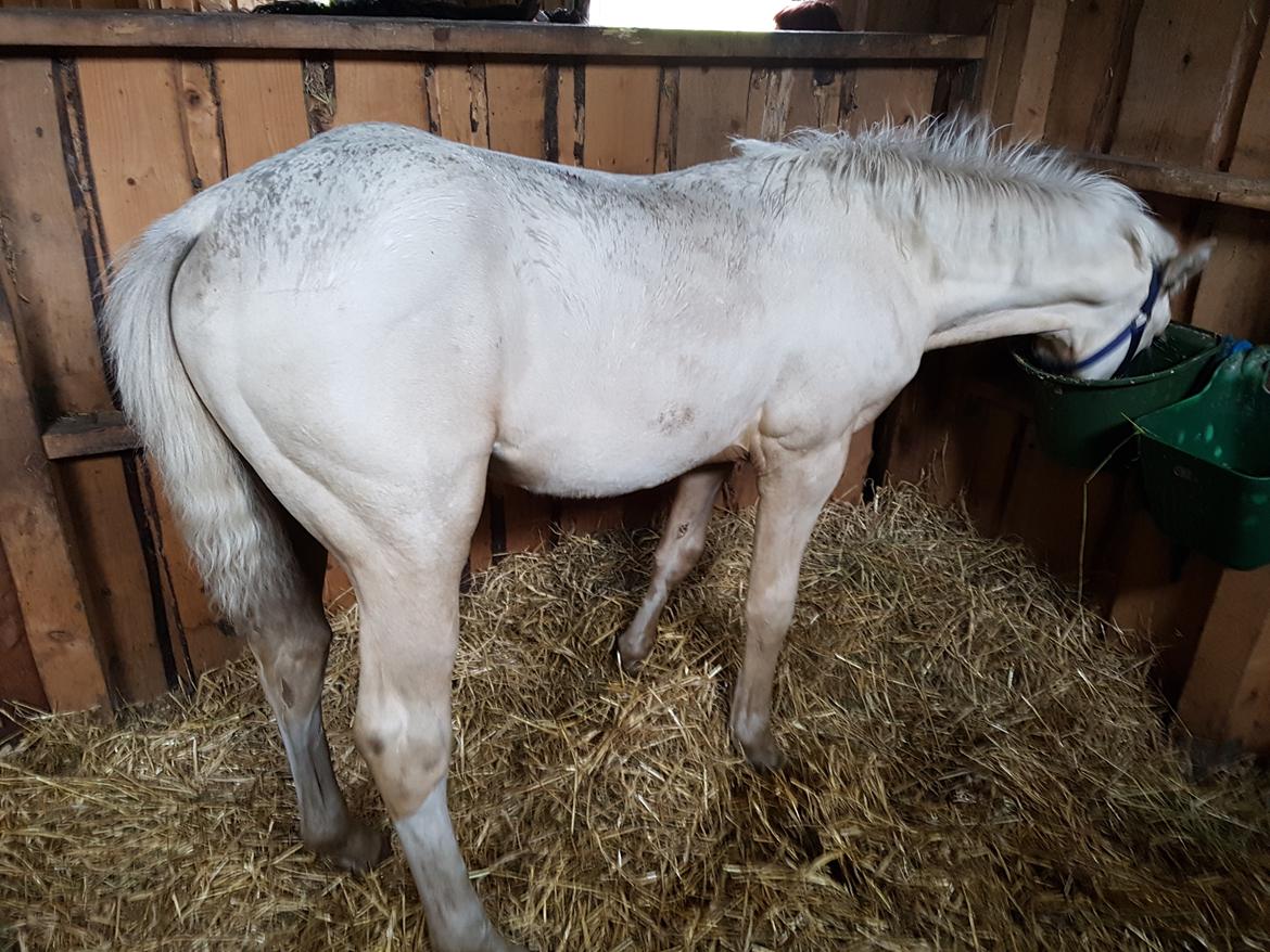 Palomino Miss sunshine *SOLGT* billede 13