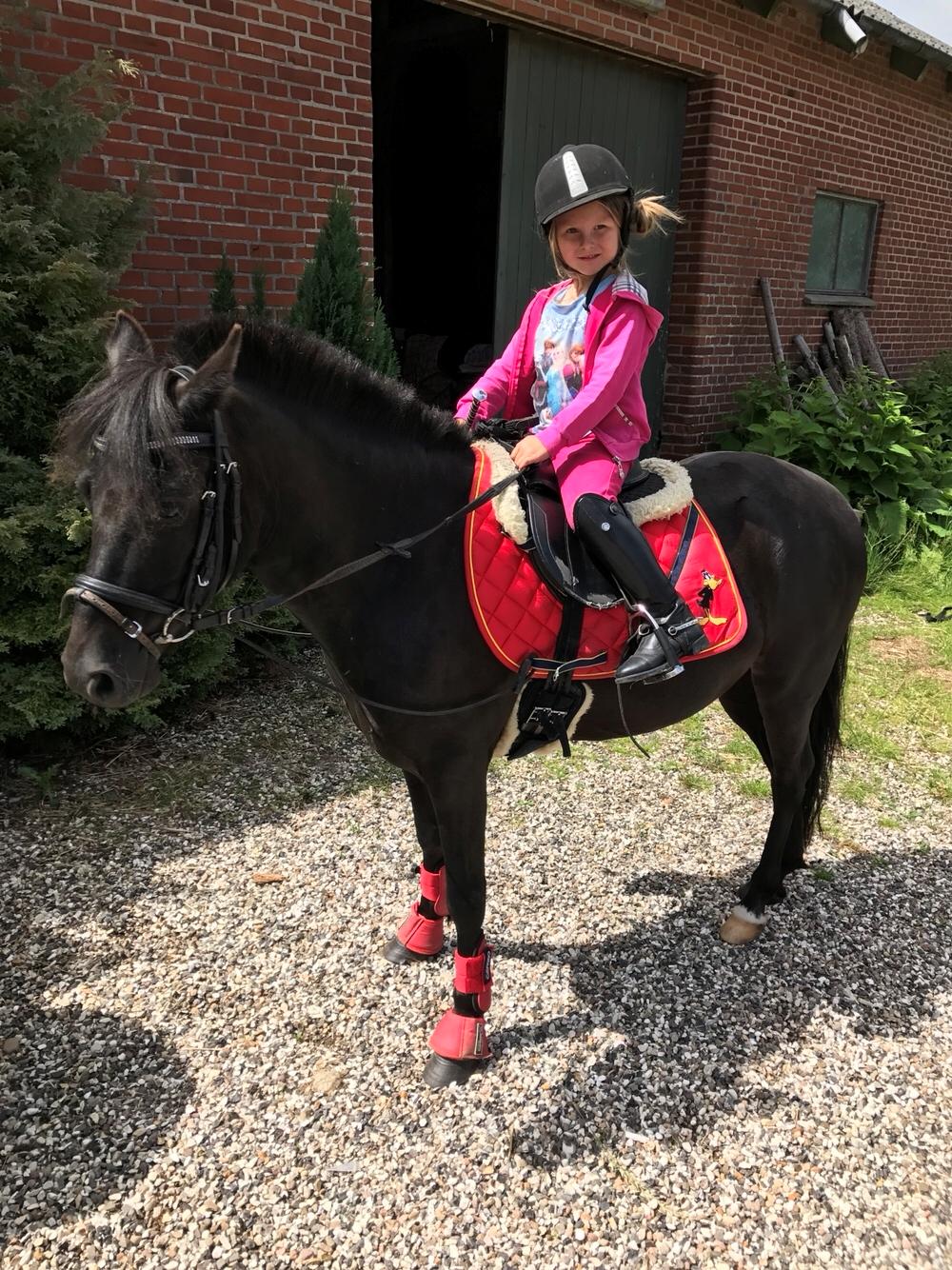 Anden særlig race Felix billede 19