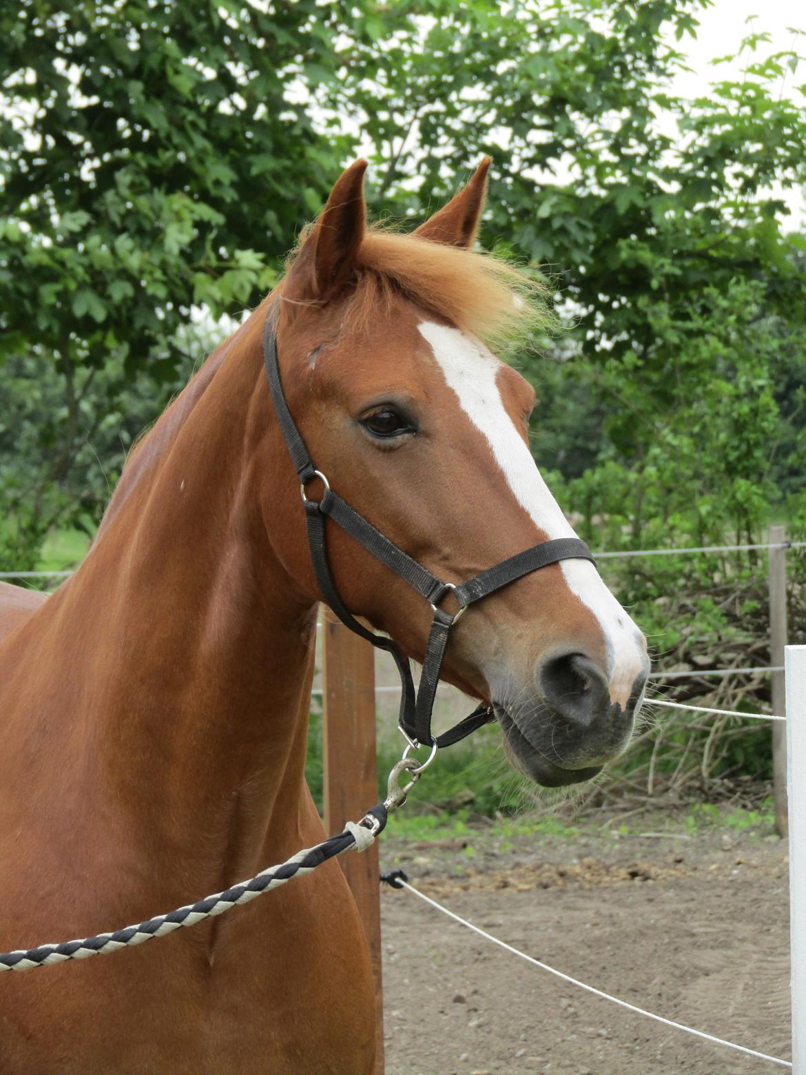 Anden særlig race Tessa billede 1