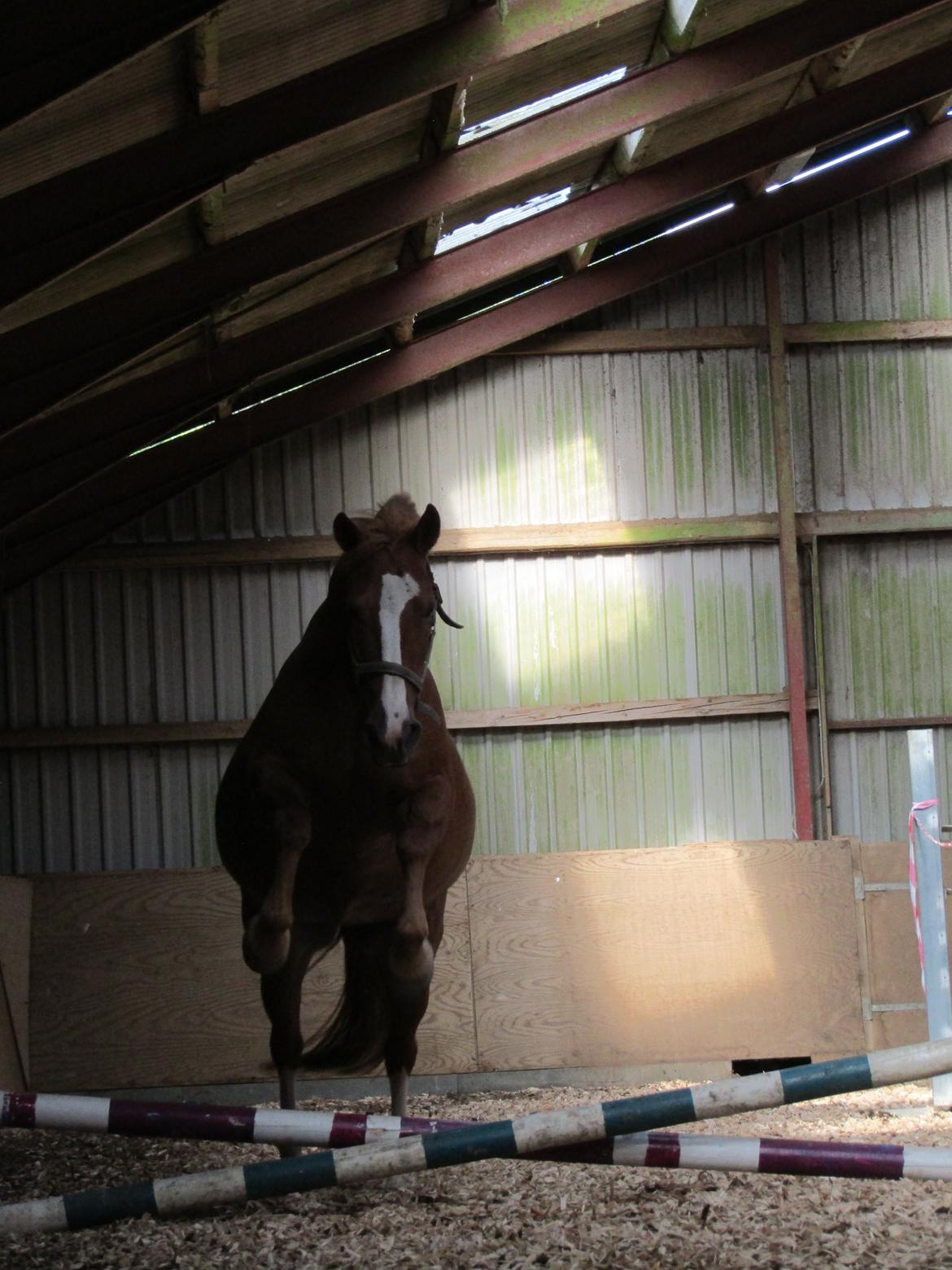 Anden særlig race Tessa billede 13