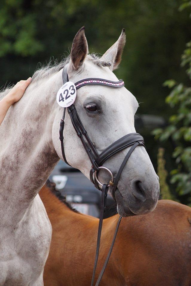 Dansk Varmblod Lambrié Vejen (Avlshoppe) - NYT: Min smukke smukke Ost til følskue med Prima <3 billede 8