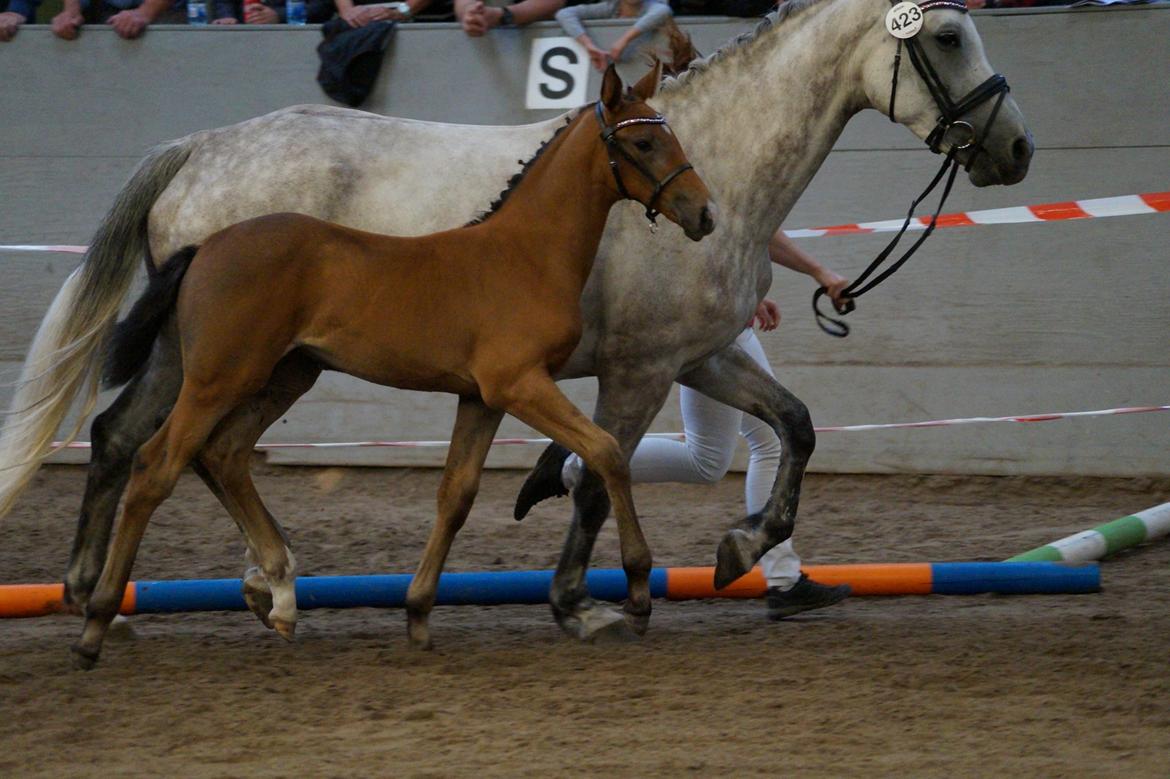 Dansk Varmblod Rosengårdens Prima Donna - NYT: I ringen billede 21