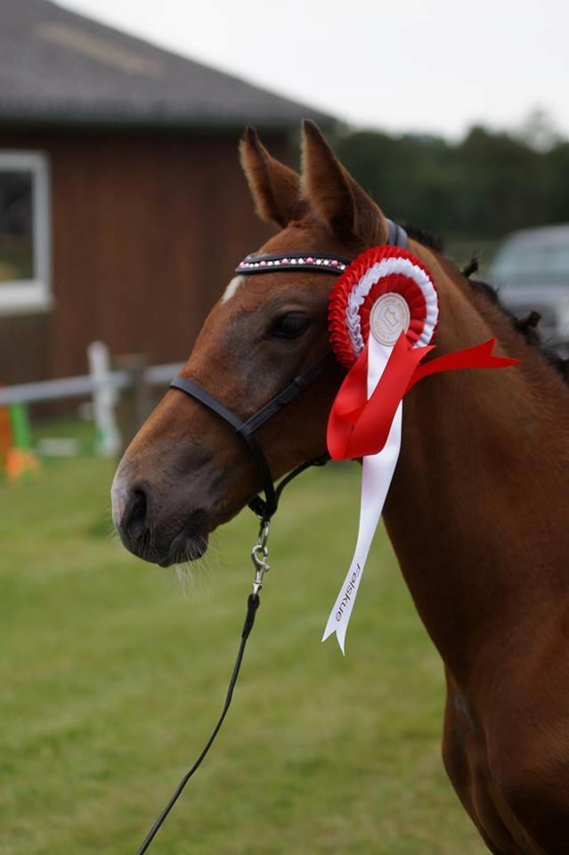 Dansk Varmblod Rosengårdens Prima Donna - NYT: Følskue med 8 i helhed <3 billede 19
