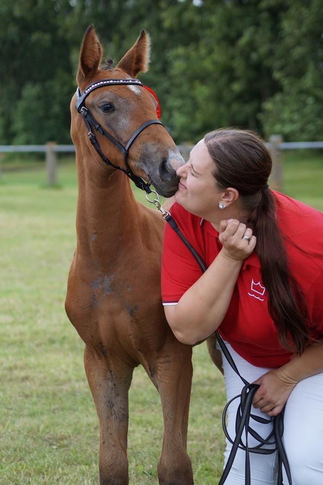 Dansk Varmblod Rosengårdens Prima Donna - NYT: Prima til følskue :) billede 20