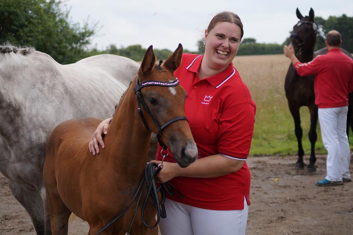 Dansk Varmblod Rosengårdens Prima Donna - NYT: Til følskue <3 billede 22