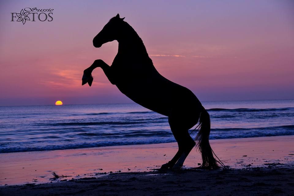 Welsh Cob (sec D) Bogensø´s Queen  billede 1