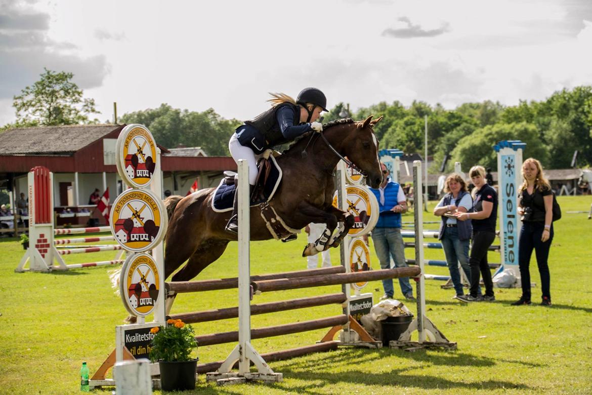 Welsh Cob (sec D) Bogensø´s Queen  billede 18