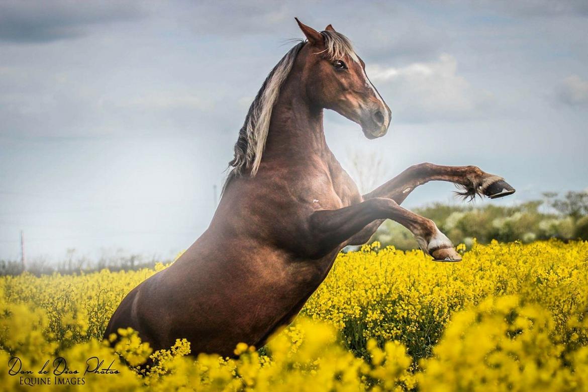 Welsh Cob (sec D) Bogensø´s Queen  billede 19